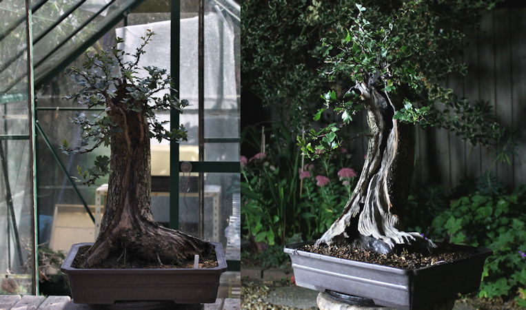 hawthorn bonsai